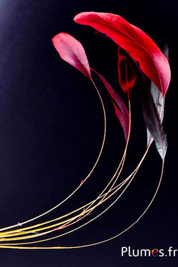 Coquetip - 23-28 cm - giallo-nero-rosso